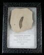 Fossil Caesalpinia Leaf - Green River Formation #16324-2